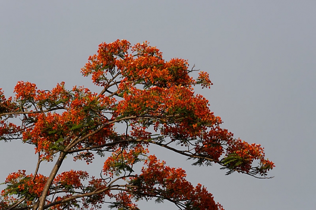 Suan Luang-JUN14-096